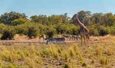 斑马长颈鹿布什博茨瓦纳非洲野生动物