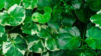 闪亮的绿色叶子纹理背景绿色叶热带森林绿色叶子美丽的模式丛林有机概念自然植物热带区自然背景绿色背景