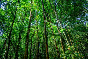树丛林森林KhlongPhanom国家公园<strong>易拉罐</strong>克鲁特