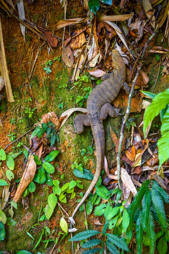 瓦兰蜥蜴KhlongPhanom国家公园<strong>易拉罐</strong>Phang-nga
