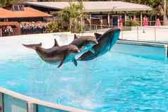 美丽的海豚跳游泳池