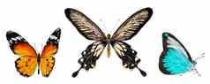集蝴蝶孤立的白色背景及飞行昆虫自然明亮的野生动物详细的插图