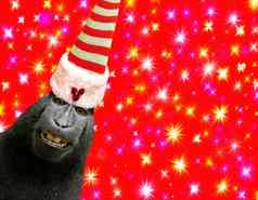 快乐圣诞节有趣的黑猩猩猴子穿精灵他孤立的美丽的红色的背景色彩斑斓的星星