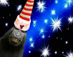 有趣的微笑黑猩猩猴子穿精灵他孤立的黑色的蓝色的圣诞节背景闪亮的星星