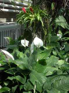花烛属植物白色温室