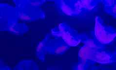 集团常见的月亮果冻鱼游泳海洋发光的蓝色的紫色的颜色海洋生活背景