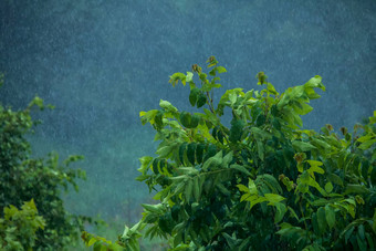 夏天雨雨滴草地