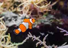 常见的假珀库拉小丑鱼小丑anemonefish游泳水
