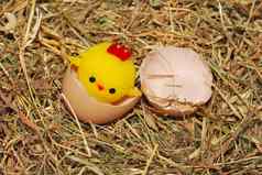玩具小鸡孵化