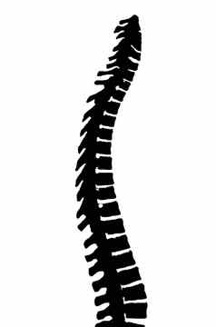 骨干脊柱