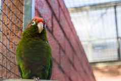 深红色的的长尾小鹦鹉热带绿色鹦鹉美国