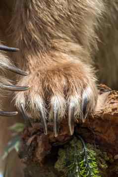 棕色（的）熊爪子锋利的爪子