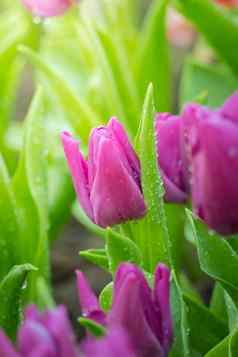 美丽的花束郁金香色彩斑斓的郁金香自然背景