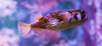有雀斑的豪猪鱼色彩斑斓的背景热带色彩斑斓的鱼大西洋海洋