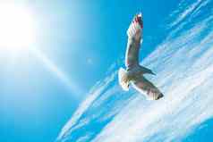 单海鸥飞行多云的天空