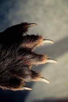 黑色的熊爪子锋利的爪子