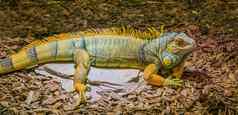 美丽的色彩斑斓的鬣蜥蜥蜴颜色黄色的灰色黑色的受欢迎的热带爬行动物美国