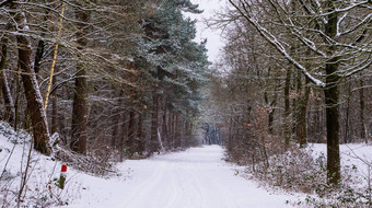 美丽的白色雪森林景观风景森林冬天季节树路覆盖雪欧洲森林荷兰