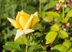 美丽的黄色的玫瑰日益增长的花园阳光明媚的夏天一天