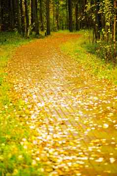 车道覆盖黄色的树叶