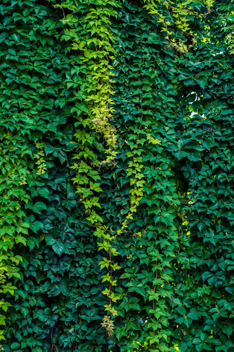 绿色叶子挂墙显示