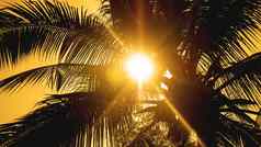 棕榈树背景美丽的日落