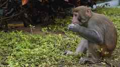 猴子猴子短尾猿雨森林猴子自然环境