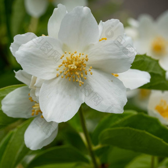 英语山茱萸山<strong>梅花</strong>冠状动脉