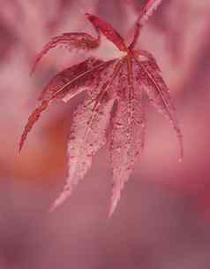 水滴红色的枫木叶