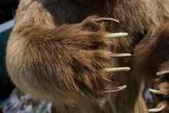 棕色（的）熊爪子锋利的爪子