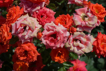盛开的美丽的群玫瑰花园