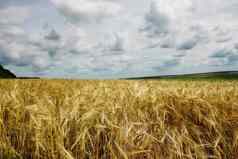美丽的夏天景观金小麦