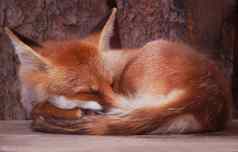 睡觉狐狸