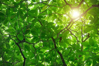 绿色衣兰odorata树热带树起源于
