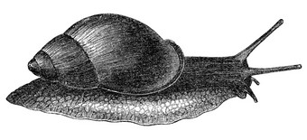 古董蜗牛插图