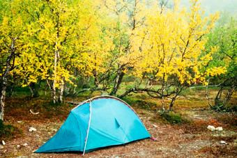 帐篷搭秋天黄色的桦木树