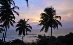 棕榈树海滩日落