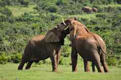 大象战斗氧化大象国家公园南非洲的