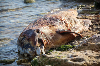 死宽吻海豚海豚