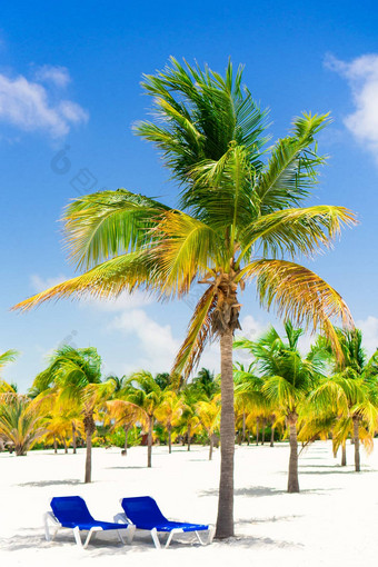 棕榈树白色<strong>沙子</strong>海滩便鞋令人惊异的热带<strong>图片</strong>