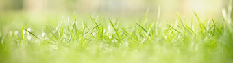 特写镜头美丽的自然视图绿色草叶模糊gre考试