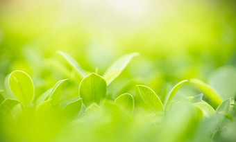 美丽的有吸引力的自然视图绿色叶模糊格林