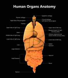 人类完整的内部器官标签解剖学