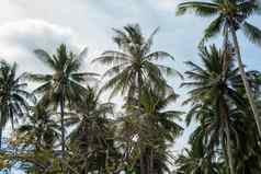 椰子棕榈树分支机构热带雨林泰国