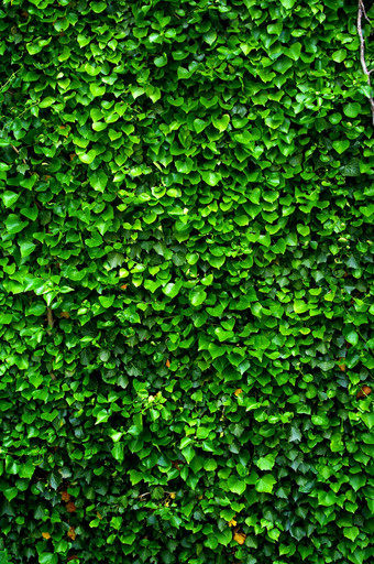 绿色墙艾薇叶子