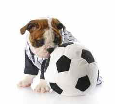 小狗足球球