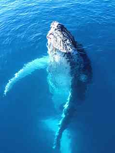 肖像雄伟的座头鲸鲸鱼
