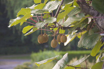 群猕猴桃成熟花园瑞士