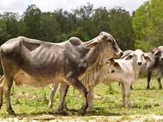 牛家庭瘤牛牛小腿小母牛牛生活动物