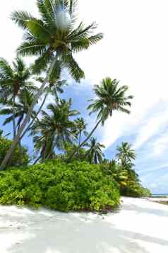 棕榈树海滩